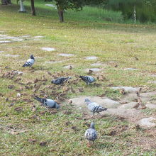 中央公園の風景　鳩
