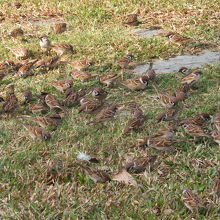 中央公園の風景　スズメ