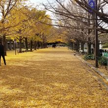 銀杏並木の黄色い絨毯