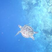 さすがお魚天国、サンゴも綺麗