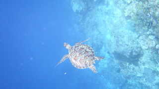 さすがお魚天国、サンゴも綺麗