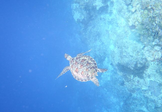 さすがお魚天国、サンゴも綺麗