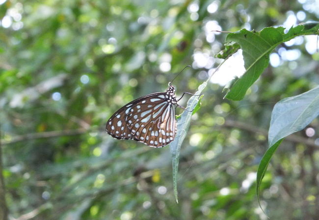 黄蝶翠谷は多くの蝶の生息地として有名ですが、今回は見れませんでした。