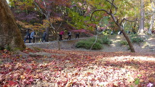 真っ赤に染まる紅葉の絨毯