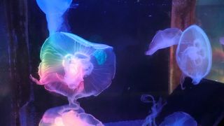 予想に反し、楽しめました。