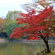 洞峰沼を中心とした広い公園