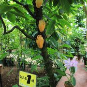 つくばの広大な植物園