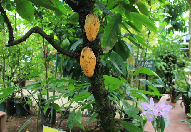 筑波実験植物園 クチコミ アクセス 営業時間 つくば フォートラベル