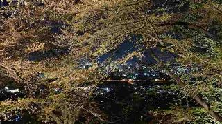 サクラの季節は夜もキレイ