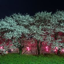 権現堂の夜桜
