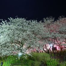 権現堂の夜桜