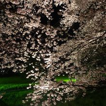 権現堂の夜桜