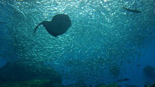 バックヤードツアーはおすすめ！