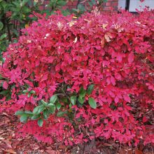 ドウダンツツジの紅葉