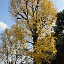 美術館前の銀杏