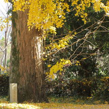 銀杏の木