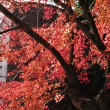 美術館の側のモミジ