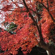 モミジ