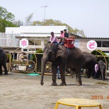 ぞうの背中に載せてもらいました