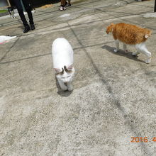 猫ともふれあえます