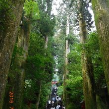 木々に囲まれています