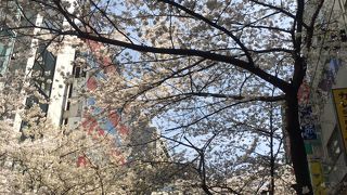 桜の名所
