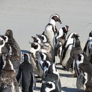 思ったより沢山のペンギンに会えました。