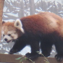 夢見が崎動物公園 レッサーパンダ