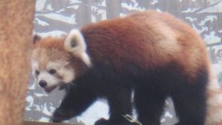 丘の上に登れば無料の動物園