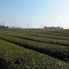 茶畑が特徴的です。