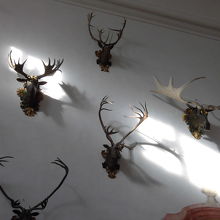 壁一面に鹿の角