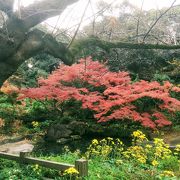 井伊直弼の銅像と日本庭園