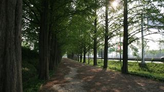 ロケ地としても使われたメタセコイヤ並木道の一部を歩ける