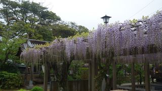 藤の花が有名です