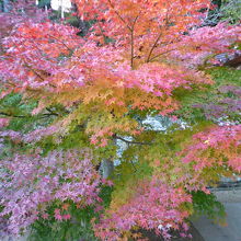 色づいたモミジ