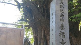 戦災を乗り越えた大イチョウ