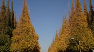 イチョウ並木がステキ