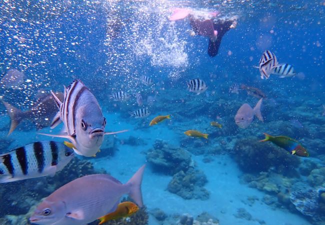 水中水族館