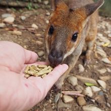 ワラビーにも餌あげられます