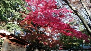 素晴らしい紅葉