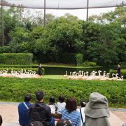 フライングフラミンゴショーが楽しめる『宮崎市フェニックス自然動物園』