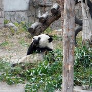 北京動物園