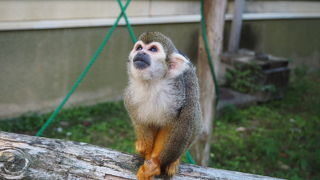 イベントに参加できる土・日・祝日がオススメの『大牟田市動物園』