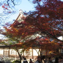 紅葉を見ています