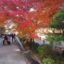 紅葉が素敵です