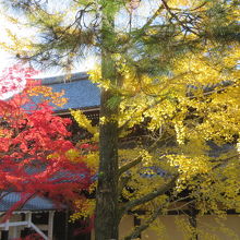 銀杏が黄葉しています