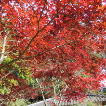 紅葉が素敵でした