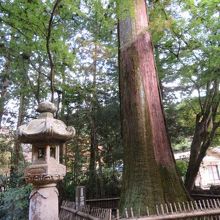 大きな杉があります