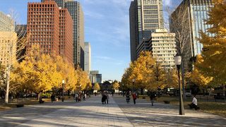 美しい木々の通り