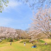 たくさん桜の木がありました